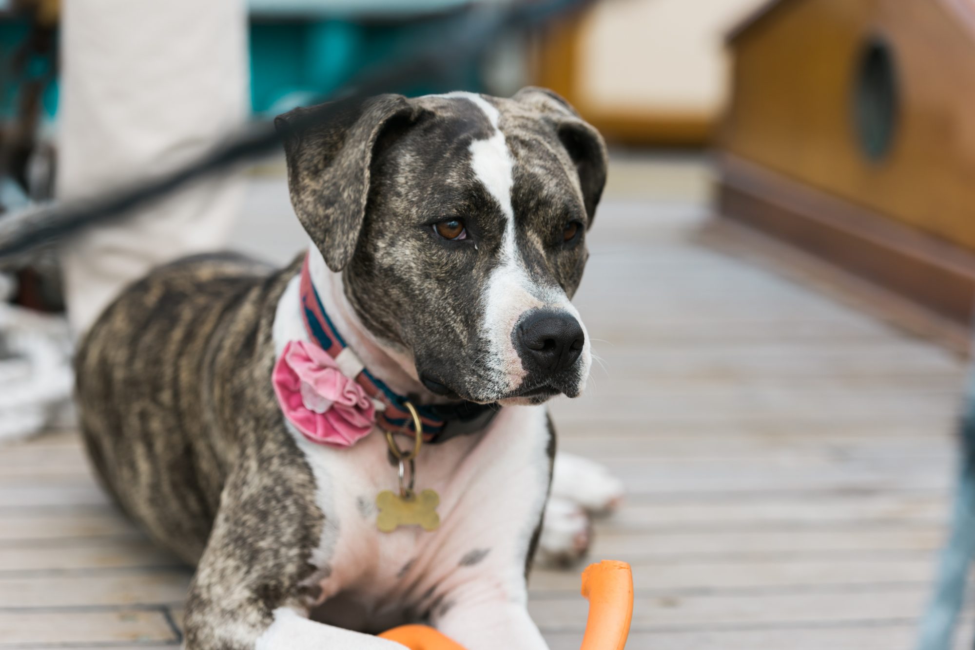 A black and white dog lounging on a wooden deck, adding a touch of whimsy to the sailing themed key west wedding.