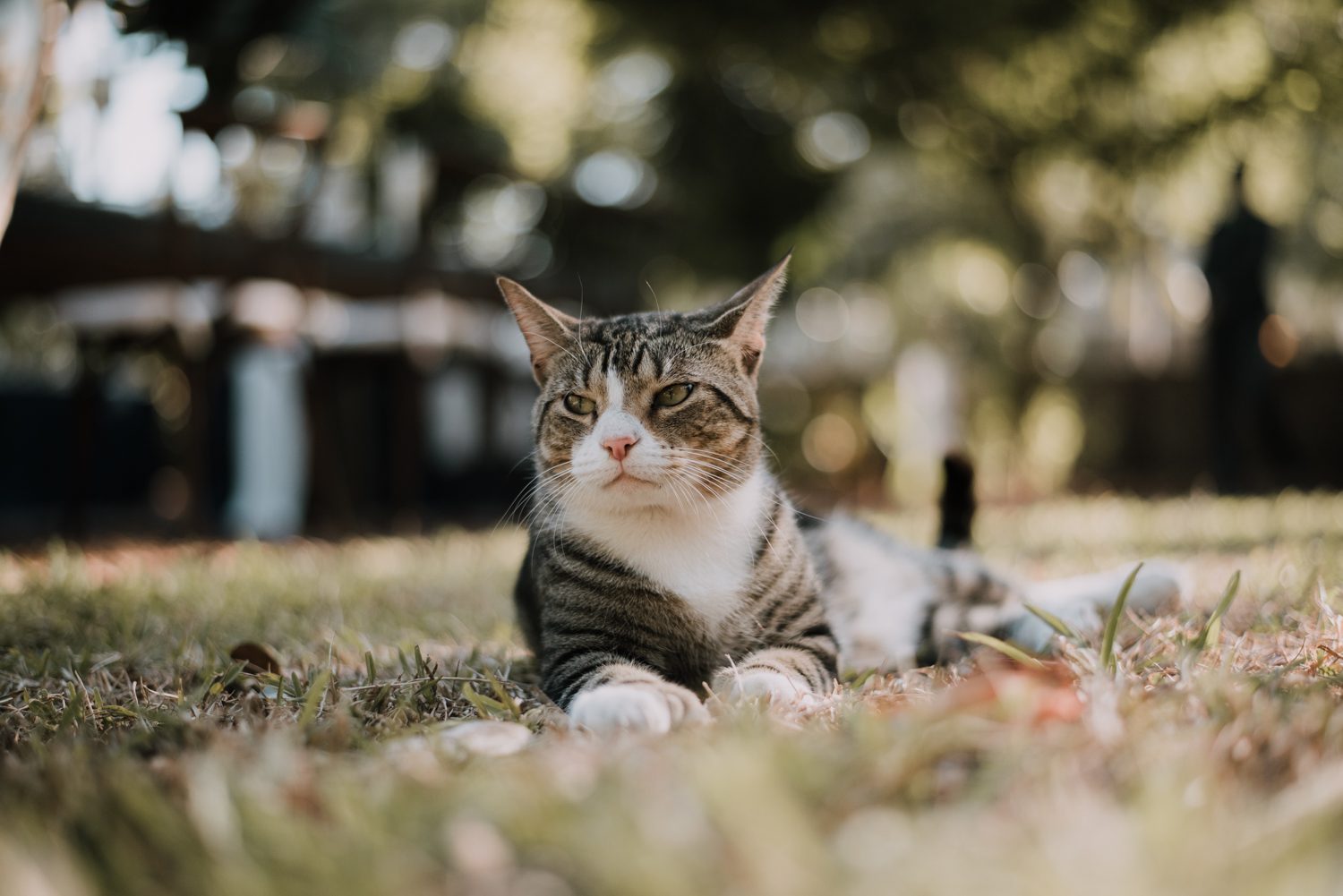 A tabby cat resting in the grass at a Hemingway House wedding.