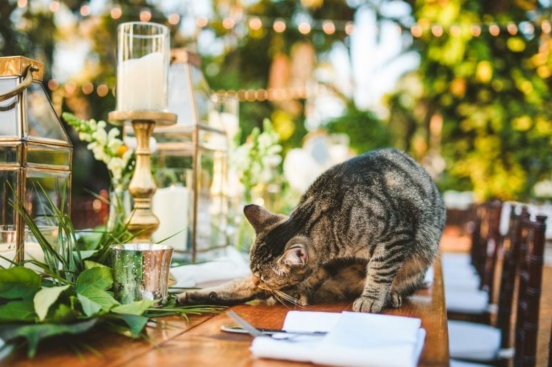 Cat on a Table setting for wedding reception at hemingway house in key west