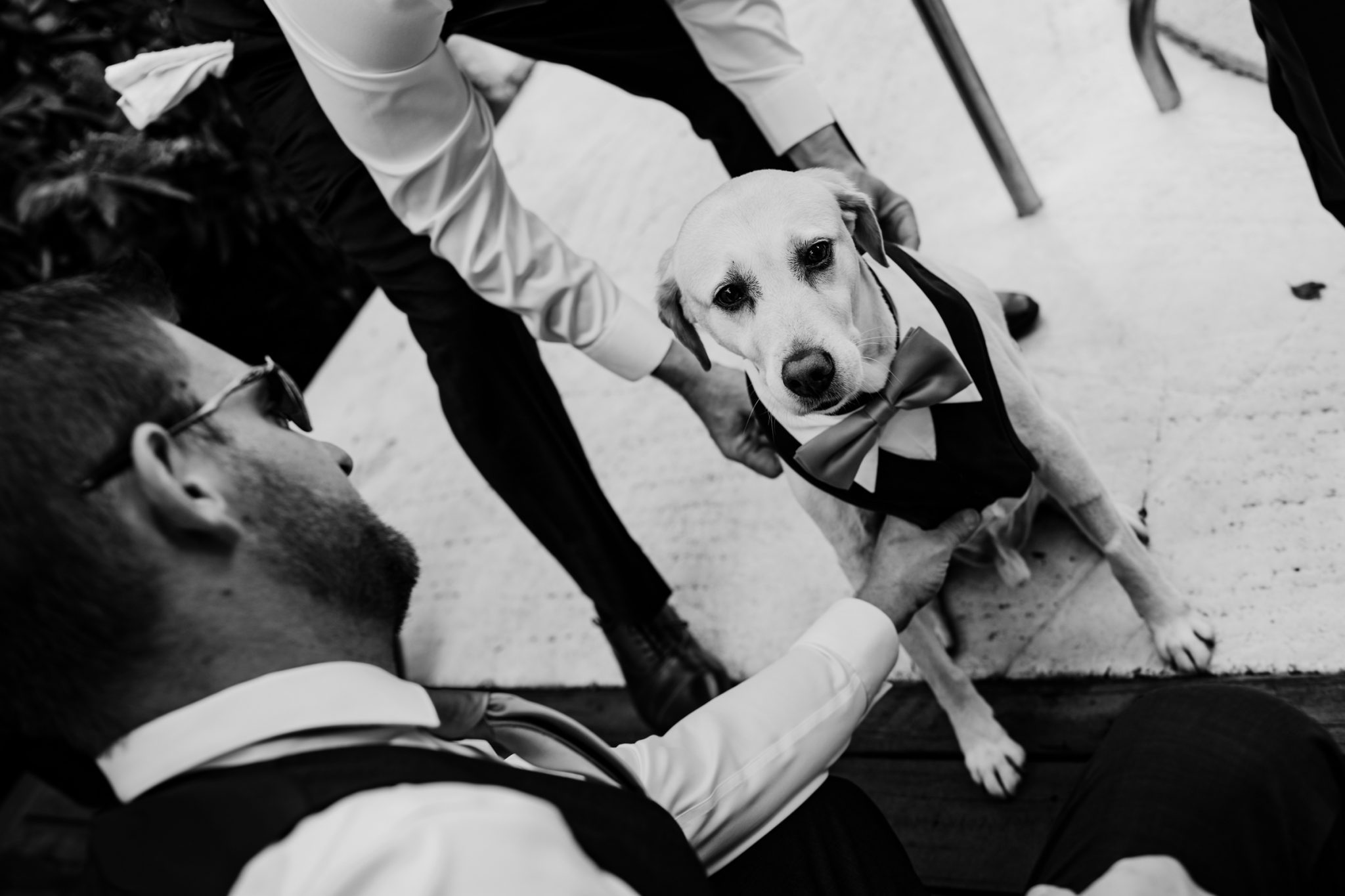 A dog is being petted by groomsmen at a Casa Marina wedding in Key West.