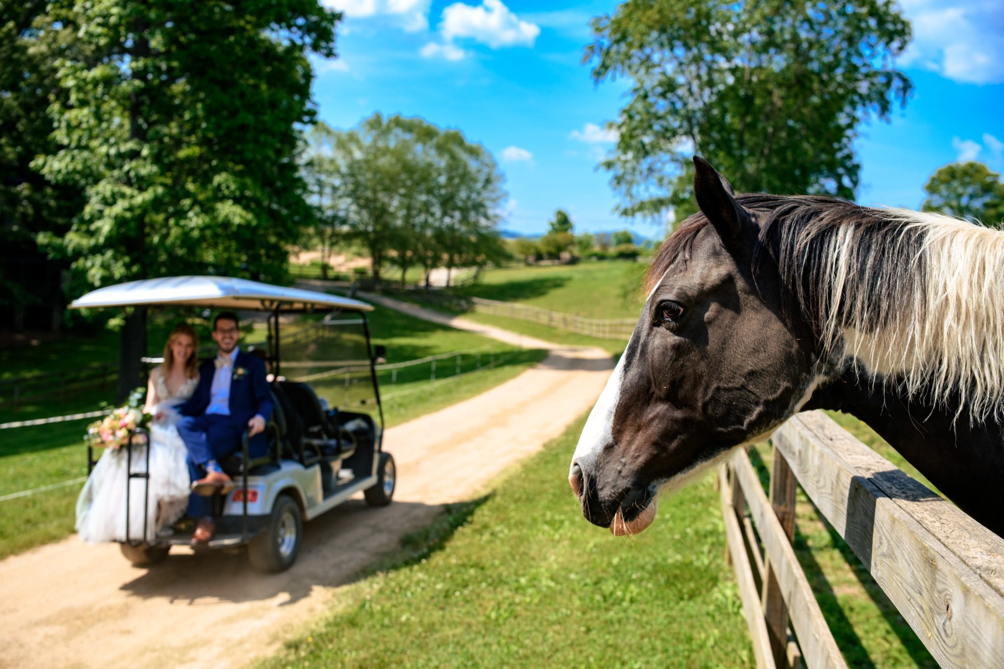 Horse watching bride and groom go by on a golf cart at a wedding at the farm in Candler North Carolina shot while being a second photographer