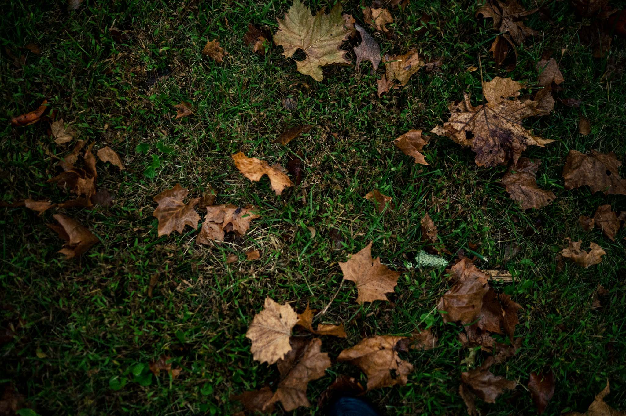 A person's feet standing on a grassy field covered in leaves during an Asheville wedding.